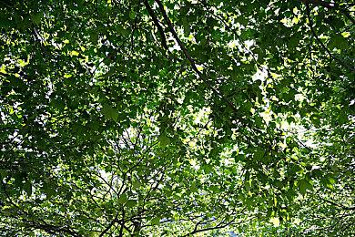 《黑神话》PC最高与最低画质对比视频 来看看差距